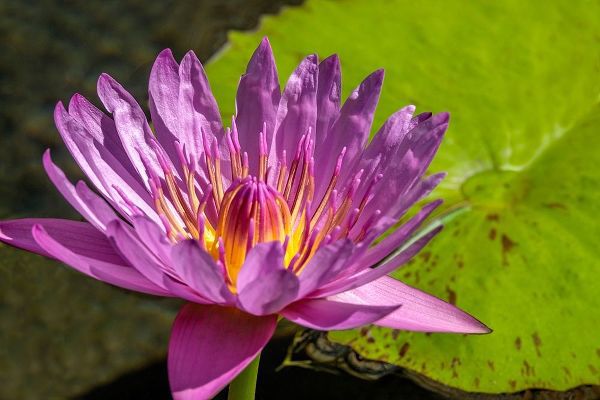 Cape Blue Water lily